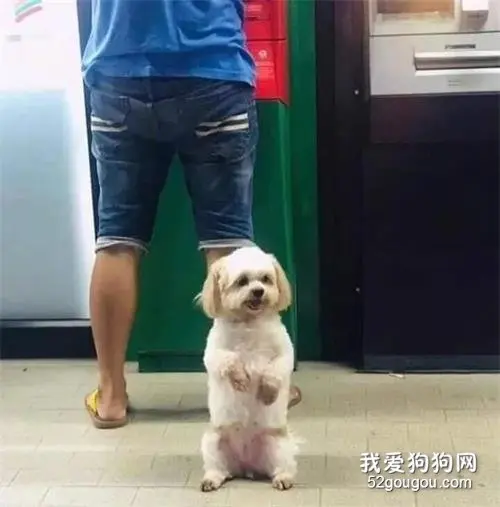 听说带狗取钱很霸气，网友试了一下，却发现……