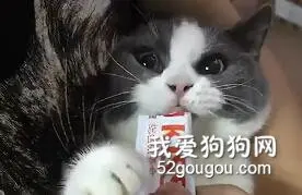饿龙咆哮！本喵只是一个没有感情的吃饭机器罢了……