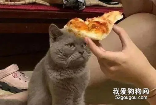 主人在吃披萨，猫眼馋在边上看着，看它的表情都快哭了！