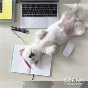 每次网友想要学习，狗子就会来这样卖萌，压力太大了！