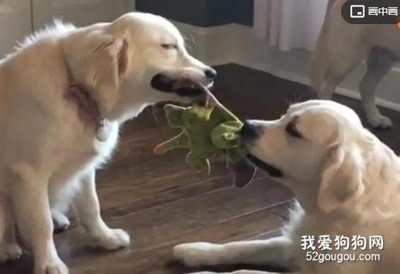 两只金毛抢玩具，抢到快睡着了还不松口....