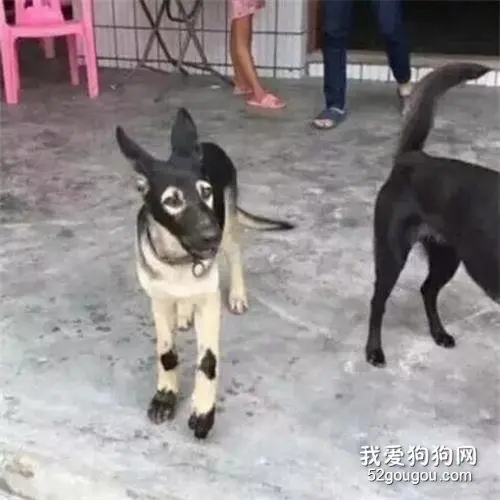 阿汪，你长成这样，你妈知道吗？