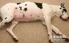 母犬产后护理 这几点主人一定要知道