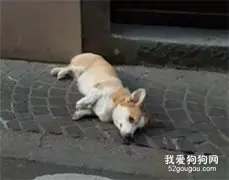 柯基散步时被庞然大物吓得滑倒，仔细一看才发现...