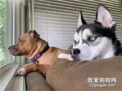 晒二哈侧颜杀迷晕网友，然而狗子一回头...惊呆了