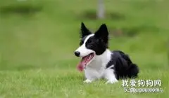 狗狗眼睛红肿怎么回事?