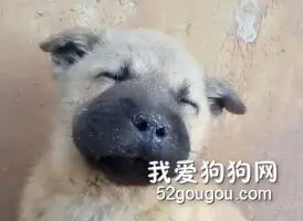 遇到蜜蜂一定要把狗子拉开，否则家里可能会多一头猪！