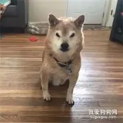 这只柴犬眼睛长得很特别，好像随时都在生气的样子，被吓到了！