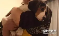 狗子挨揍后一脸委屈，可下一秒竟然....