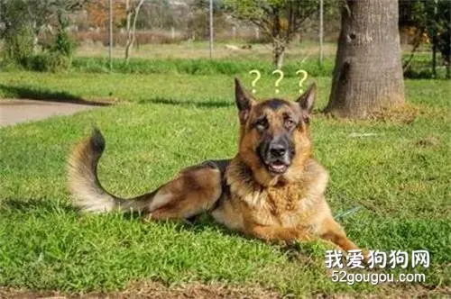 阿根廷7名囚犯挖隧道越狱，探出洞口的瞬间，才发现居然是警犬的家！