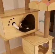 奶牛猫突然多了一只手，几经查看终于确定...是个神经病！