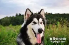 如何挑选阿拉斯加犬?