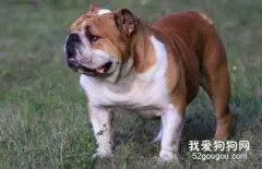 饲养斗牛犬的方法