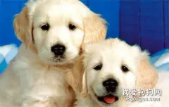 怎么选金毛幼犬好不好?