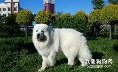 大白熊犬的优点和缺点 你喜欢它吗