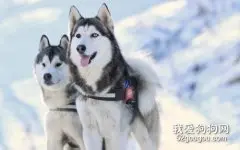 怎么挑选哈士奇?