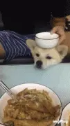 狗：这TM是人办的事？？？