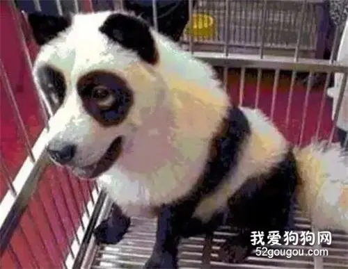 印度网友气急了：中国不租给我们大熊猫，我们就自己造一个！