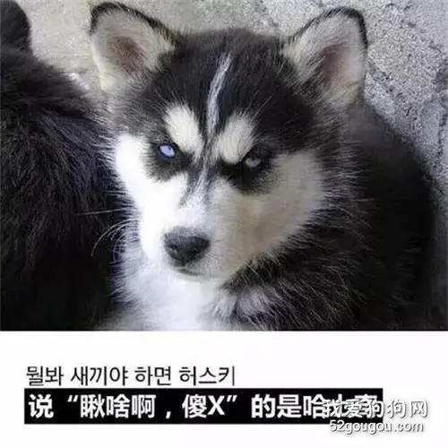 如何区分哈士奇和阿拉斯加？据说它们的眼睛会说话！