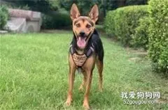 狗子纤长的腿一到游泳池里，瞬间变成短腿柯基，主人都笑翻了！