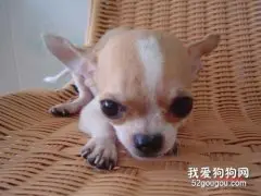 狗狗肠胃炎症状及治疗