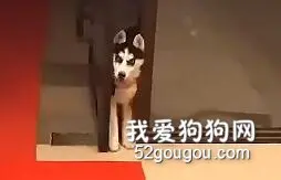 二哈真的是用智商换了颜值，点击收获今天的快乐！