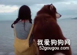 满满的安全感和治愈力！大块头狗狗的温柔反差萌谁能抵挡？