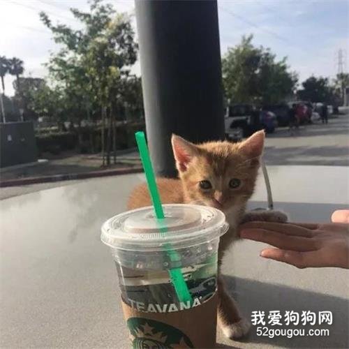 跟猫在喝饮料，才离开一会儿，它自己就偷喝上了