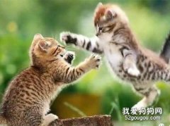 两只猫打架是为什么 相爱相杀还是只是相杀