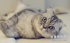五种受欢迎的猫 其中有你喜欢的品种吗？