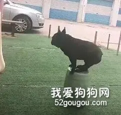 这个世界对小短腿也太不友好了！心疼一秒钟……