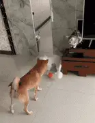 柴柴从猫嘴下抢玩具，惨被打脸仍未放弃...好怂