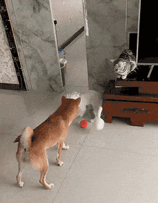 柴柴从猫嘴下抢玩具，惨被打脸仍未舍弃...好怂