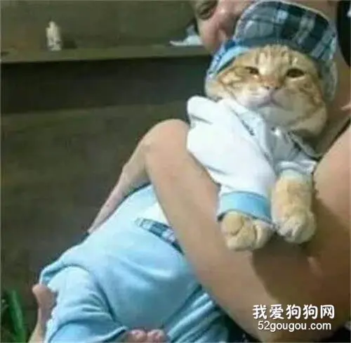 自从网友把猫抱回家让父母养后，每天都是给它这打扮，笑屎了！
