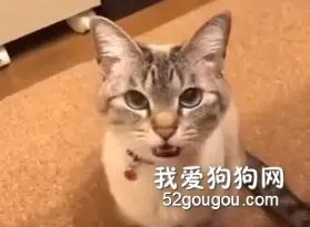 这是什么绝世小可爱！心脏被击中了！！