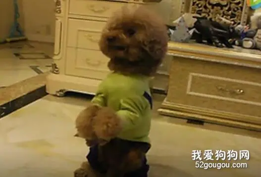这只泰迪的功夫好厉害