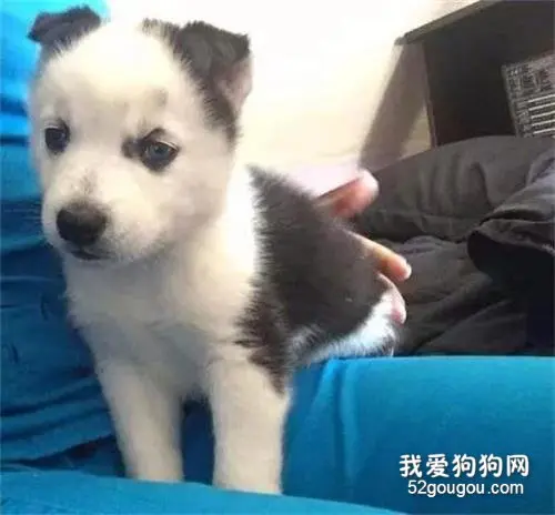 地中海哈士奇的成长历程，这颜值...可以说一言难尽了