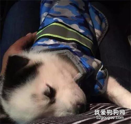 地中海哈士奇的成长经历，这颜值...可以说一言