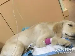 怎么给狗狗打点滴？