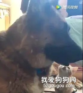 霸道狗子和可爱奶猫的日常，太有爱了！