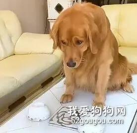 看到最后那一刻金毛生气的样子，我忍不住笑了！
