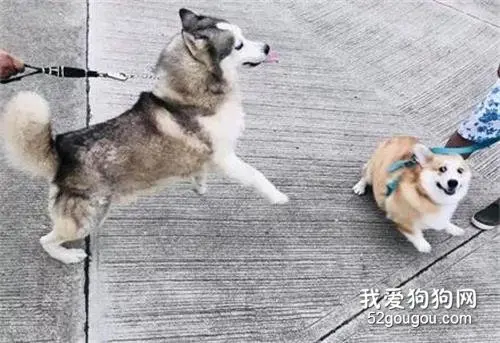 二哈第一次看到柯基，结果太热情把柯基都吓懵了，柯基：我妈不让我跟傻子玩！