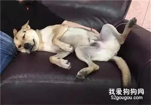 狗子抛媚眼、挤事业线勾引其它狗主，真实力小三！