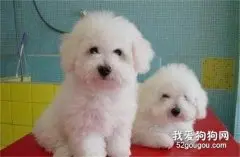 钩端螺旋体病症状 听说是犬界艾滋