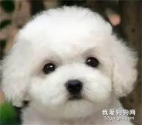 选购比熊犬需要注意哪些方面？