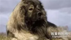 高加索犬的饲养指南