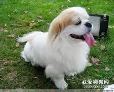 狗狗咳嗽怎么办 主人不要惊慌