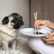 你一口我一口，这狗子看上去不太聪明的亚子……