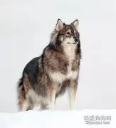 哈士奇的混血后代都长什么样？