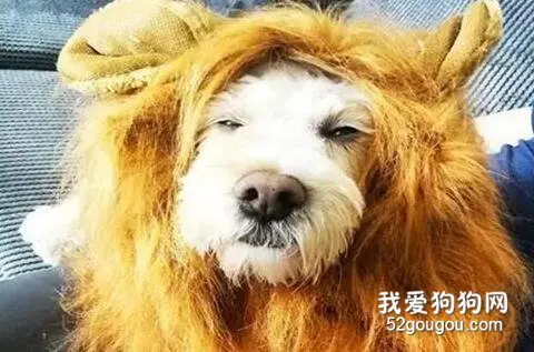 看完《狮子王》，铲屎官终于对自家狗狗下手了…